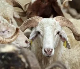 Kurban Bayramı mesajları… (2)