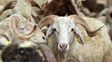 Kurban Bayramı mesajları… (2)