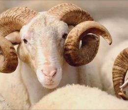 Kurban Bayramı’nın 2. günü