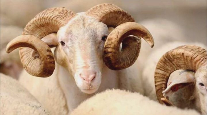 Kurban Bayramı’nın 2. günü