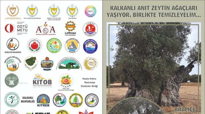 “Kalkanlı Anıt Zeytin Ağaçları Yaşıyor, Birlikte Temizleyelim” etkinliği perşembe günü düzenleniyor